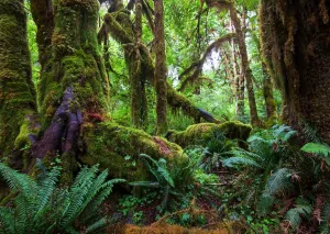 CORFOTO 7x5ft Fabric Tropical Rainforest Backdrop Amazon Rainforest Backdrop Nature Jungle Rainforest Backdrops for Photoshoot Rainforest Kids Portraits Summer Hiking Camping Birthday Party Supplies