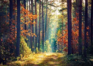 CORFOTO 8x6ft Fabric Autumn Forest Backdrop Colorful Forest Sunrise Autumn Forest Path Nature Scenery Background for Adventure Camping Picnic Hiking Theme Party Decoration Banner Photo Props
