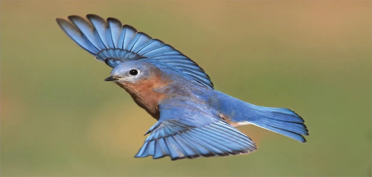 Lunarable Flying Birds 10 Oz Steel Mug, Male Eastern Bluebird Flying Closeup Photo, Vacuum Insulated Leak-resistant Cup for Outdoor Hiking and Picnics, Azure Blue Green