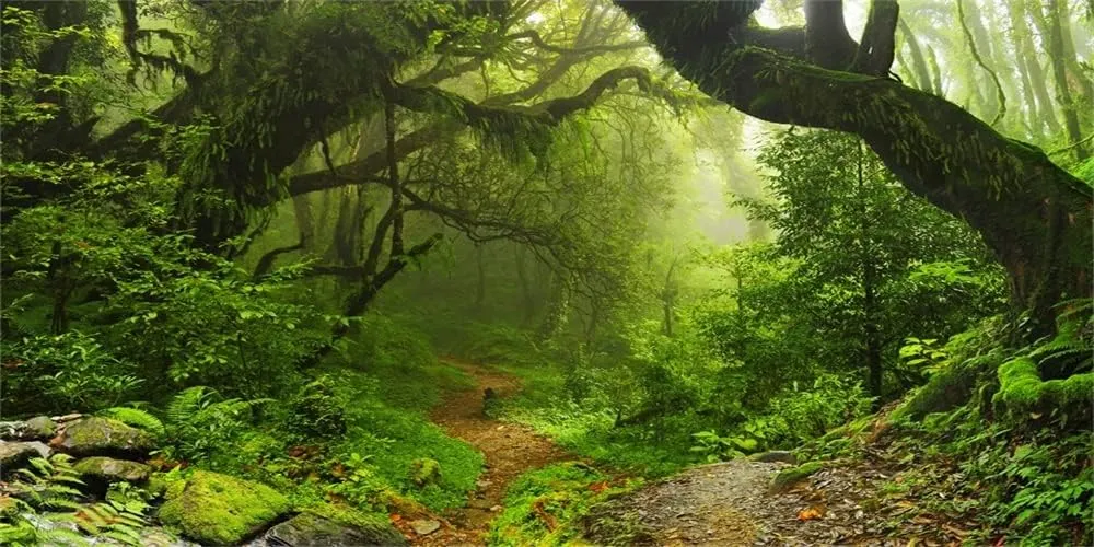 Yeele 12x6ft Enchanted Forest Backdrop Large Vinyl Photography Background Jungle Woods Dirt Road Nature Scenery Backdrop Camping Hiking Adventure Adults Boys Girls Portraits Photo Video Props