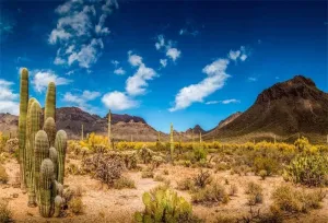 Yeele 15x10ft Desert Mountain Backdrops for Photography Saguaro Cactus Nature Landscape Background Wilderness Hiking Superstition Mountain Baby Girl Boy Photo Video Shoot Vinyl Studio Props