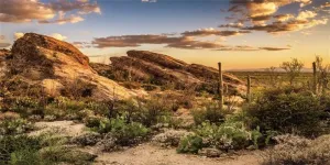 Yeele 15x8ft Desolate Desert Photography Background Weathered Rock Cactus Plants Sunset Nature Backdrop Fish Tank Decoration Travel Hiking Adventure Western Cowboy Portrait Photo Booth Shoot Props