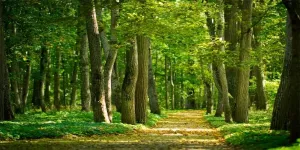 Yeele 20x10ft Spring Scenery Backdrop Green Woodland Road Forest Sunshine Green Grass Natural Scenery Photography Background for Family Outdoor Picnic Hiking Camping Party Decors Photo Booth Props
