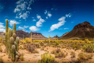 Yeele 7x5ft Desert Mountain Backdrops for Photography Saguaro Cactus Nature Landscape Background Wilderness Hiking Superstition Mountain Baby Girl Boy Photo Video Shoot Vinyl Studio Props